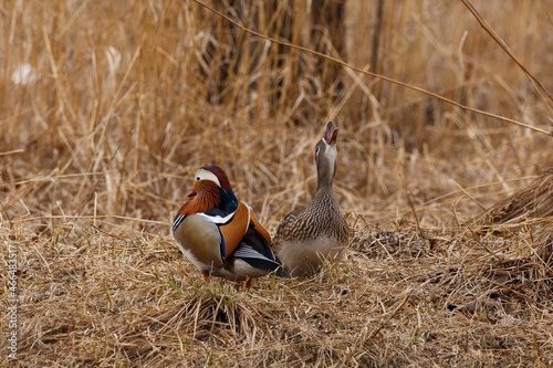 Mandarin ducks in the autumn forest. Red Book birds during the mating season. photo