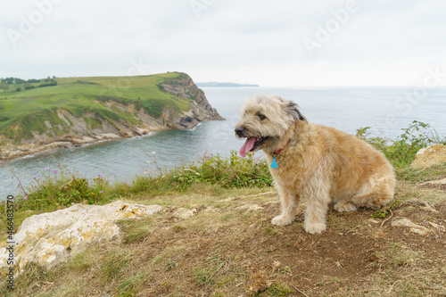 Fototapeta Naklejka Na Ścianę i Meble -  Cheerful dog on a hill with the sea in the background. Horizontal view of small dog traveling in the coast. Animals and travel concept.