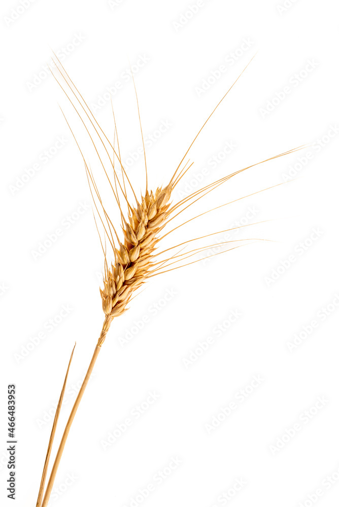 Ear of wheat isolated on white background, graphic design for illustrations, label, greeting. Copy space. Ear of wheat isolated on white background, graphic design for illustrations, label, greeting. Copy space.