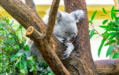 Photography Koala eating eucalyptus leaves, Vienna Zoo, Schönbrunn