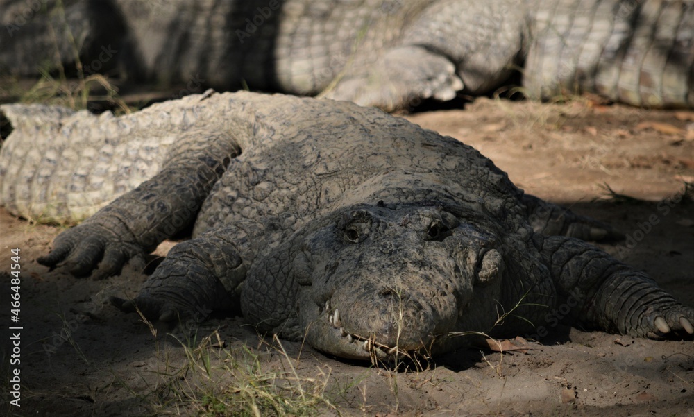 Fototapeta premium resting crocodile at the crocodile farm for background, selective focus