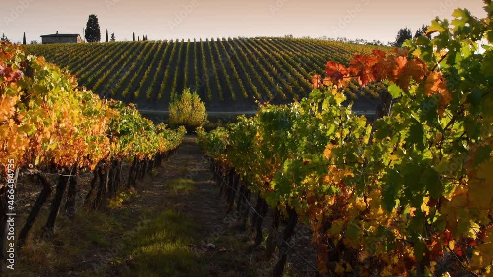 Once the harvest period is over, the beautiful rows of vineyards near Greve in Chianti turn yellow under the sunset light in October. pan camera movement.