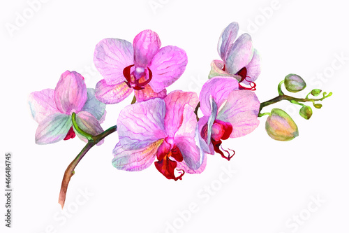 Vector realistic illustration of orchid flowers on isolated on white background. Floral tropical design element for cosmetics, perfumery, for wedding invitations, greeting card, brochure, banners