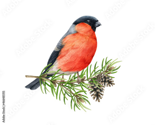 Print op canvas Bullfinch bird on pine pranch
