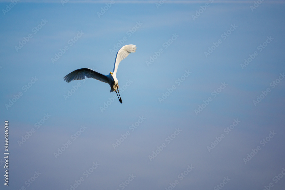 great white egret flies in the blue sky great white egret flies in the blue sky