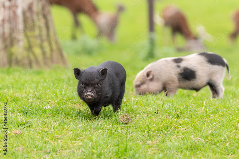 Junge Hängebauchschweine im Tierpark