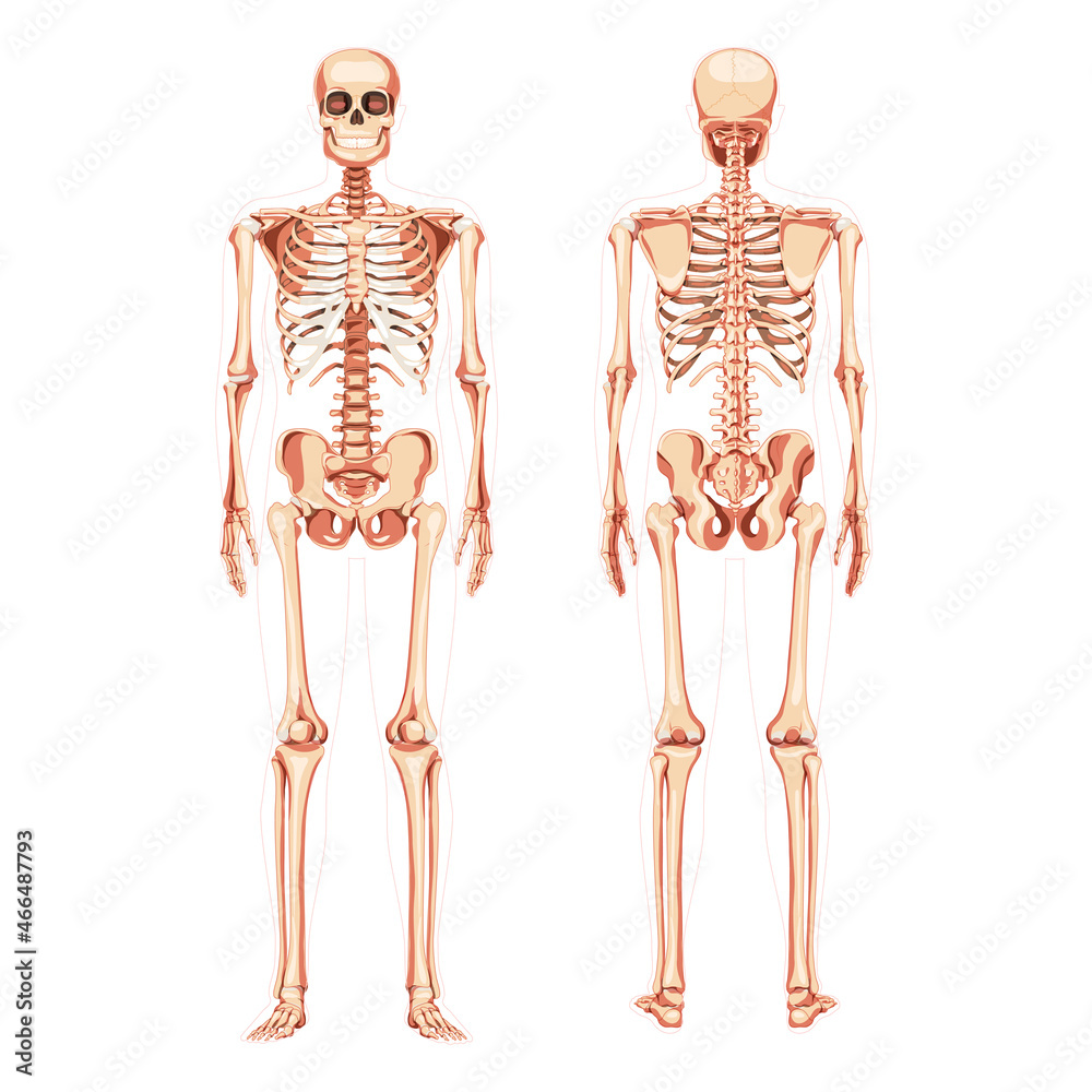 Skeleton Human diagram realistic front back view. Set of flat natural colour Vector illustration didactic board of anatomy isolated on white background medical infographic banner, human skull spine Skeleton Human diagram realistic front back view. Set of flat natural colour Vector illustration didactic board of anatomy isolated on white background medical infographic banner, human skull spine
