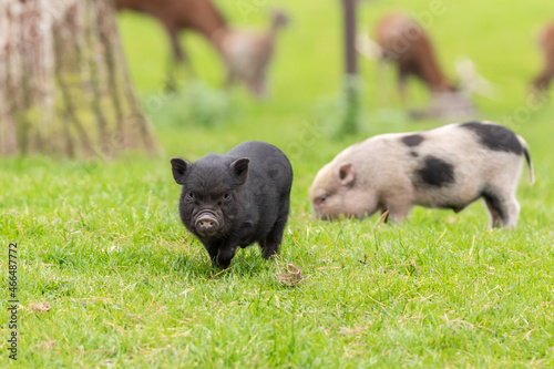 Junge Hängebauchschweine im Tierpark photo