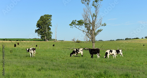 Cow calves in the field, Buenos Aires Province,Argentina.
