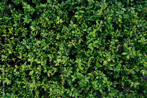 Green leaves nature