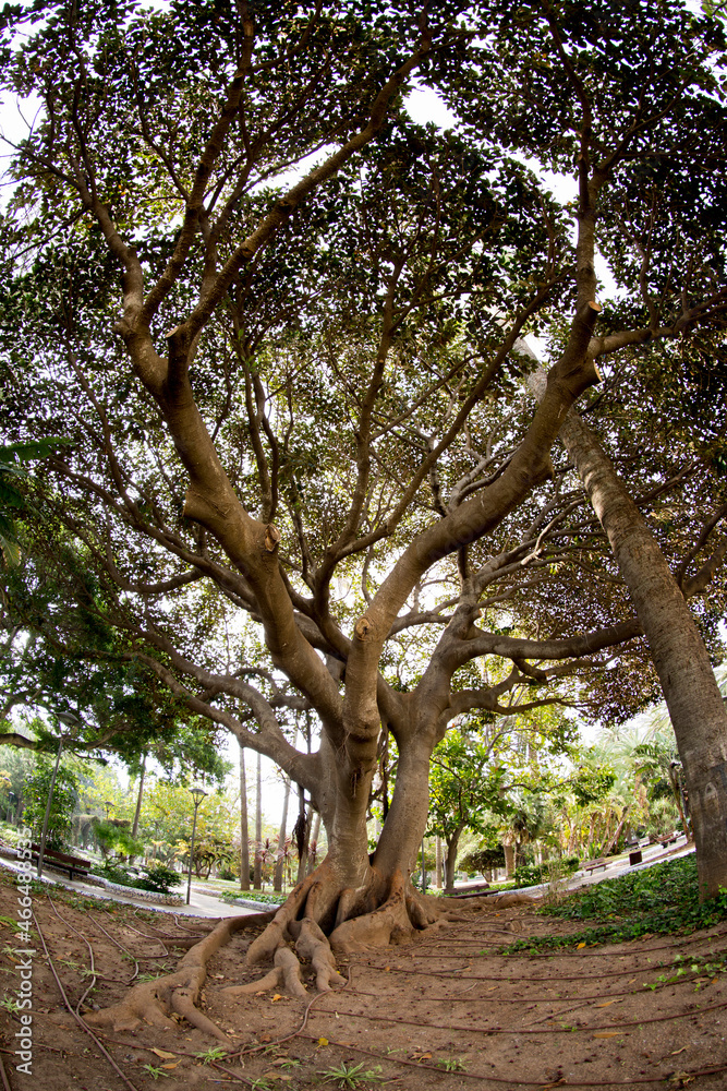 Fototapeta premium Parque