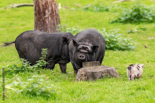 Hängebauchschweine im Tierpark