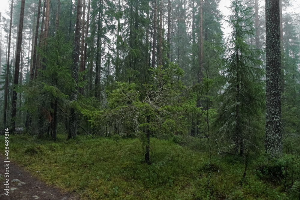 A low spreading spruce among tall fir trees. A low spreading spruce among tall fir trees.