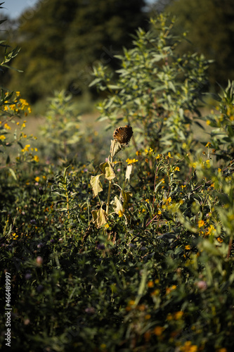 Verwelkte Sonnenblume