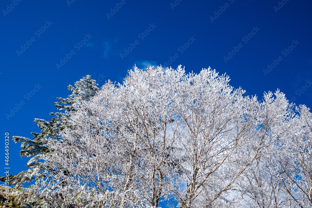 雪が積もった木の枝「雪持ち」（美ヶ原　長野県）