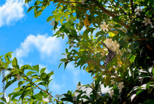 Orange jasmine (Muraya paniculata) in the spring-summer field on a blue sky background, butterflies fly pollen. photo