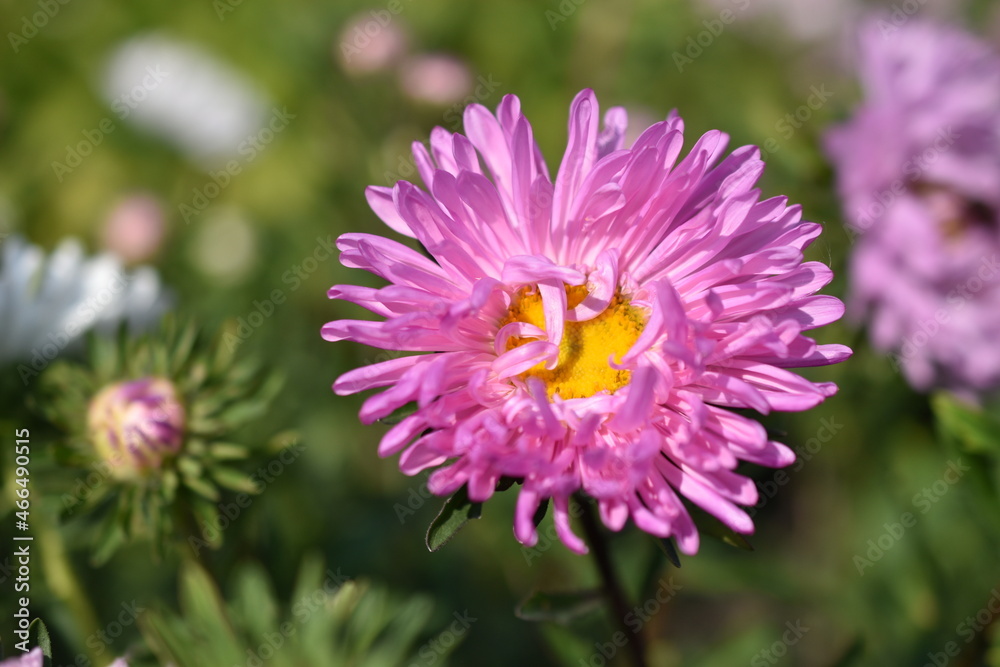 Chinese aster multicolored flowers macro photo Chinese aster multicolored flowers macro photo
