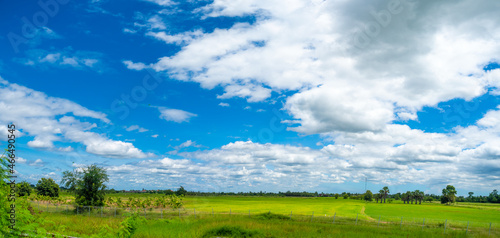 beautiful panoramic view of green rice field
