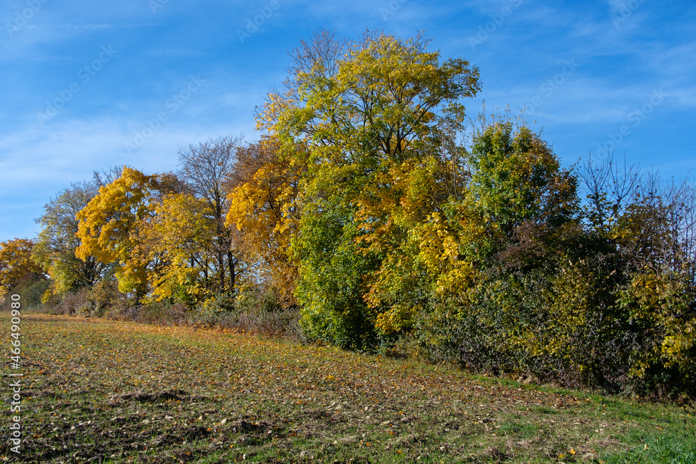 Unter einem schönen blauen Himmel steht eine herbstlich-bunte Hecke aus Bäumen und Sträuchern im Herbst hinter einem Feld / Acker