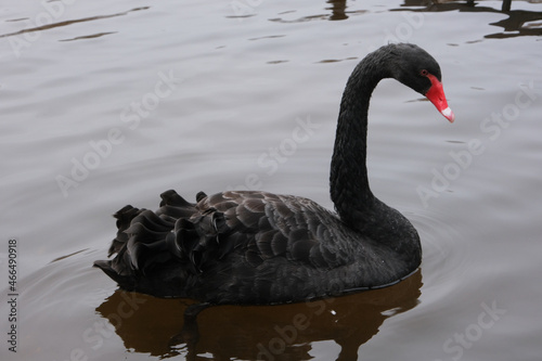 black swan photo