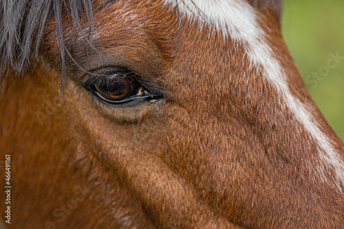 Mit einem Pferd Auge in Auge