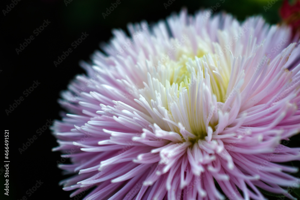 Chinese aster multicolored flowers macro photo Chinese aster multicolored flowers macro photo