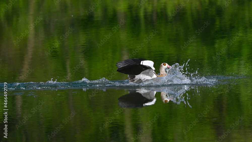 Fototapeta premium oca egiziana vola sul lago e plana sull'acqua