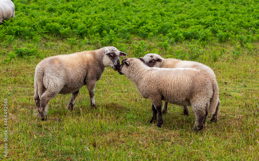 Lambs at Ouessant island. Brittany France. Lambs at Ouessant island. Brittany France.