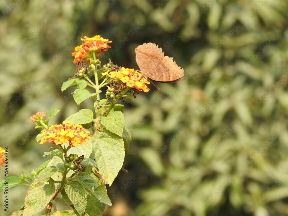 butterfly on flower
