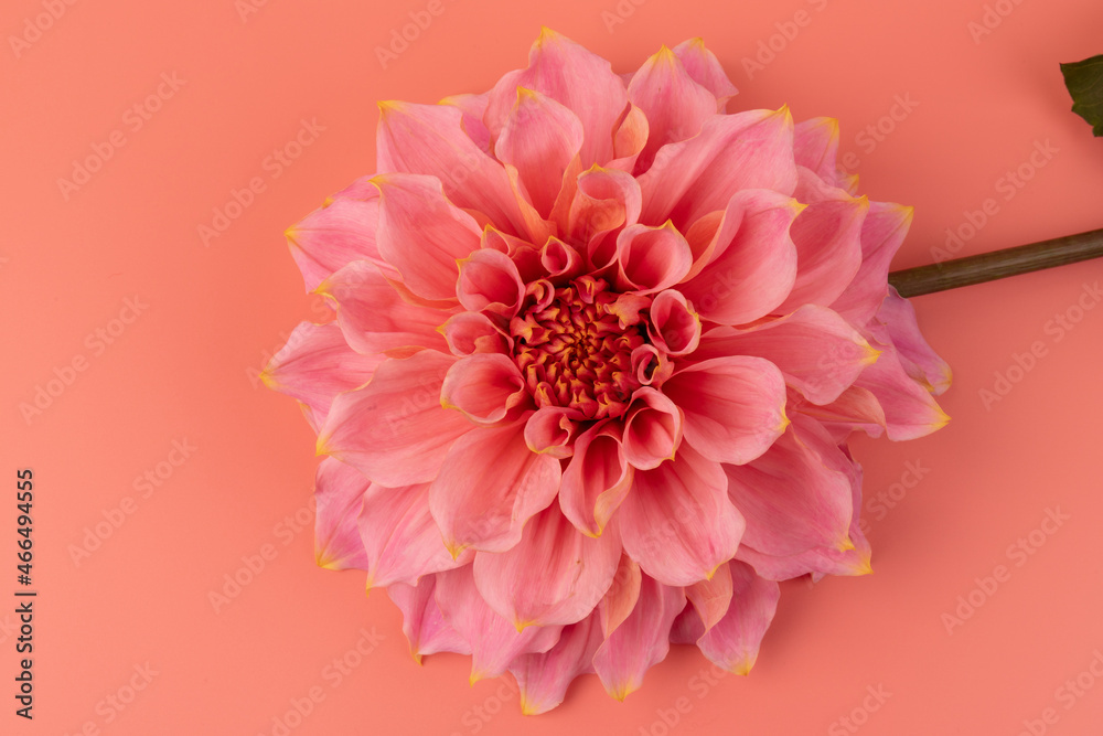 Fototapeta premium Pink, yellow and white fresh dahlia flower macro photo on pink background. Picture in color emphasizing the light different colours and yellow white highlights. Mother day background.