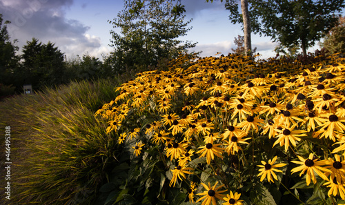 yellow Rudbeckia black eyed Susan
