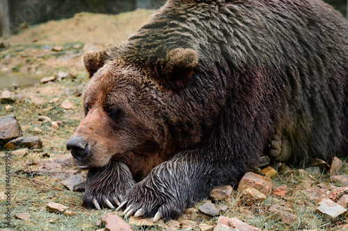 Brown bear of Synevyr glade of Zakarpattia region in Ukraine. photo