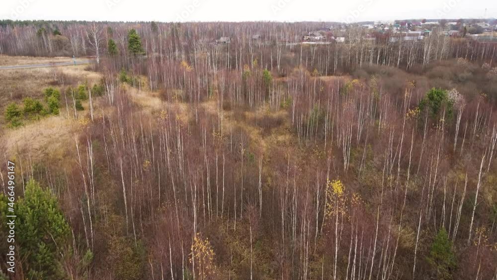 Flying over tall birches with fallen leaves, aerial view. The mild late autumn amazes with the picturesque colorful airy landscape of fields and forests. Warm day, yellowed grass. UHD 4K. Flying over tall birches with fallen leaves, aerial view. The mild late autumn amazes with the picturesque colorful airy landscape of fields and forests. Warm day, yellowed grass. UHD 4K.
