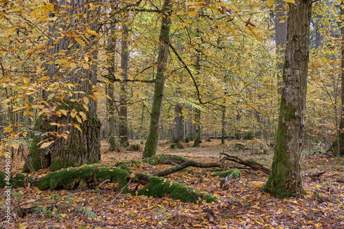Autumnal deciduous tree stand with hornbeams and oaks
