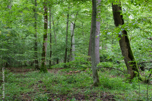 Oak tree and broken hornbeam lying