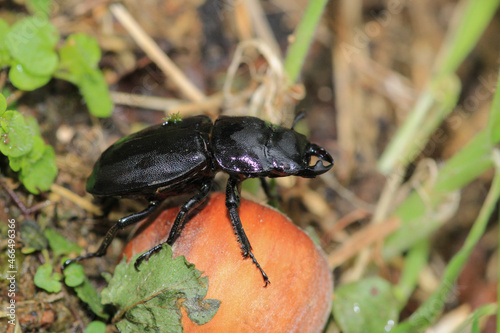 natural stag beetle insect macro photo