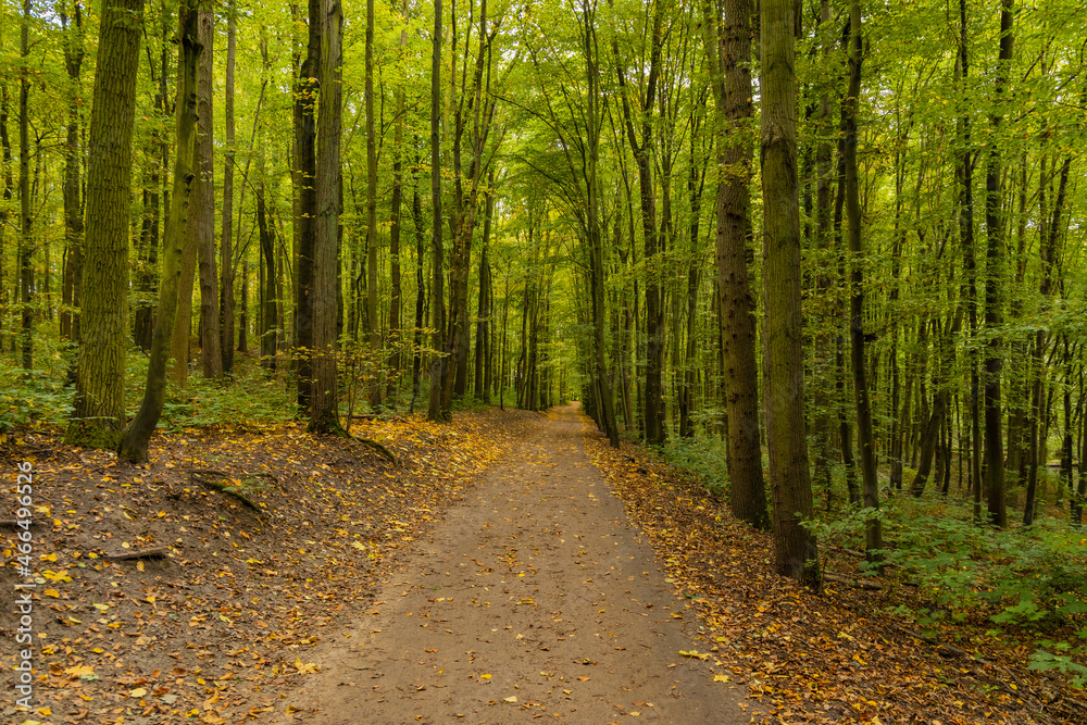 Obraz premium Long empty path in park between high thin trees