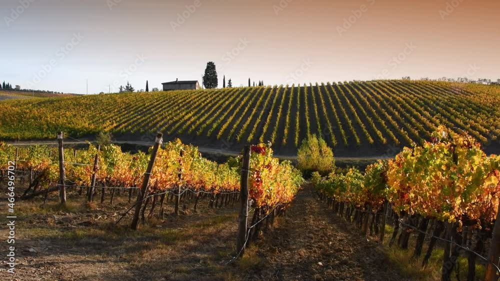 Once the harvest period is over, the beautiful rows of vineyards near Greve in Chianti turn yellow under the sunset light in October. pan camera movement.