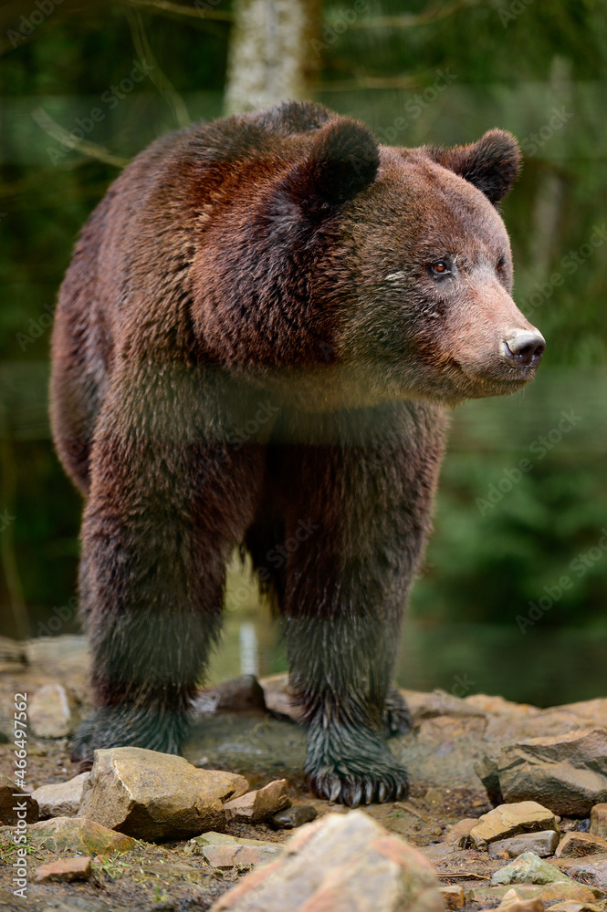 Fototapeta premium Natural National Park of Ukraine Synevyrska Polyana and its inhabitants are brown bears.