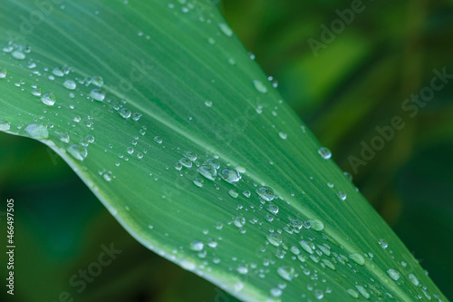 Raindrop in morning ,drops of transparent on a green leaf macro ,Natural background