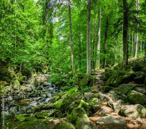 Wanderweg mit Herbstlaub im Wald