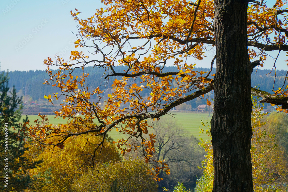 Autumn. Oak branch with brown leaves. Landscape view into the distance Autumn. Oak branch with brown leaves. Landscape view into the distance
