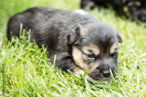 young dog puppy on the grass