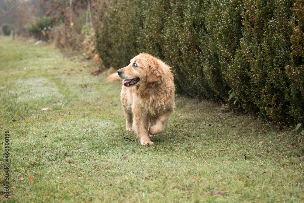 Fototapeta premium old golden retriewer dog walking outside