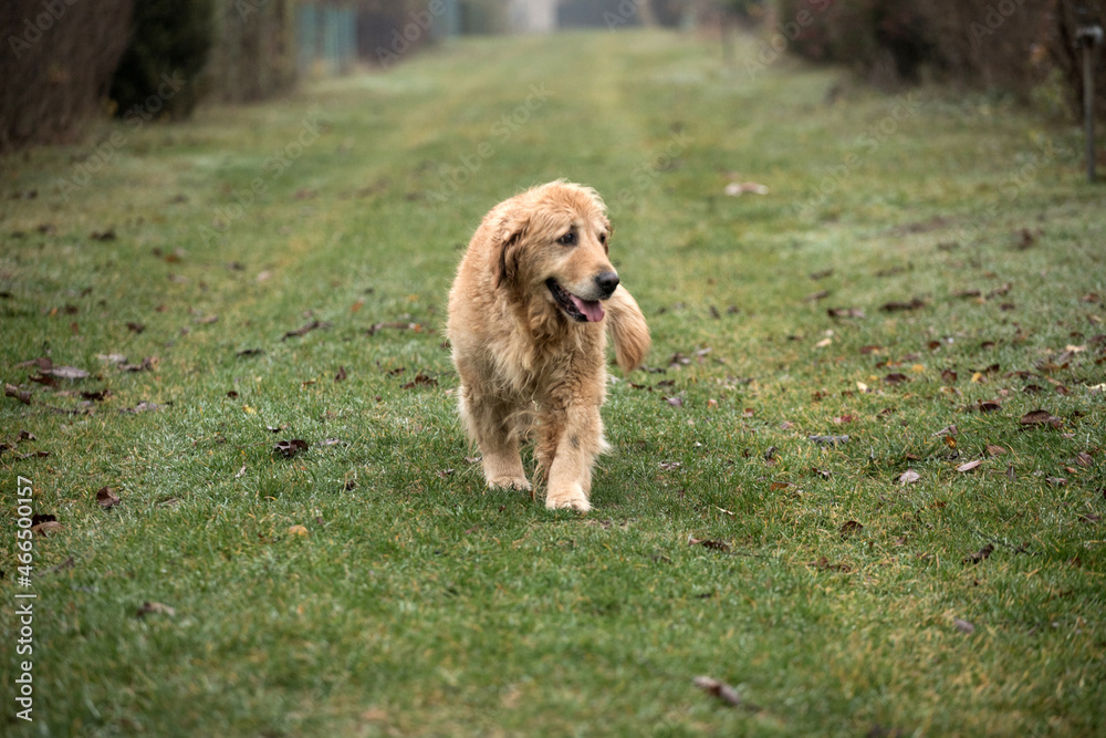 old golden retriewer dog walking outside old golden retriewer dog walking outside
