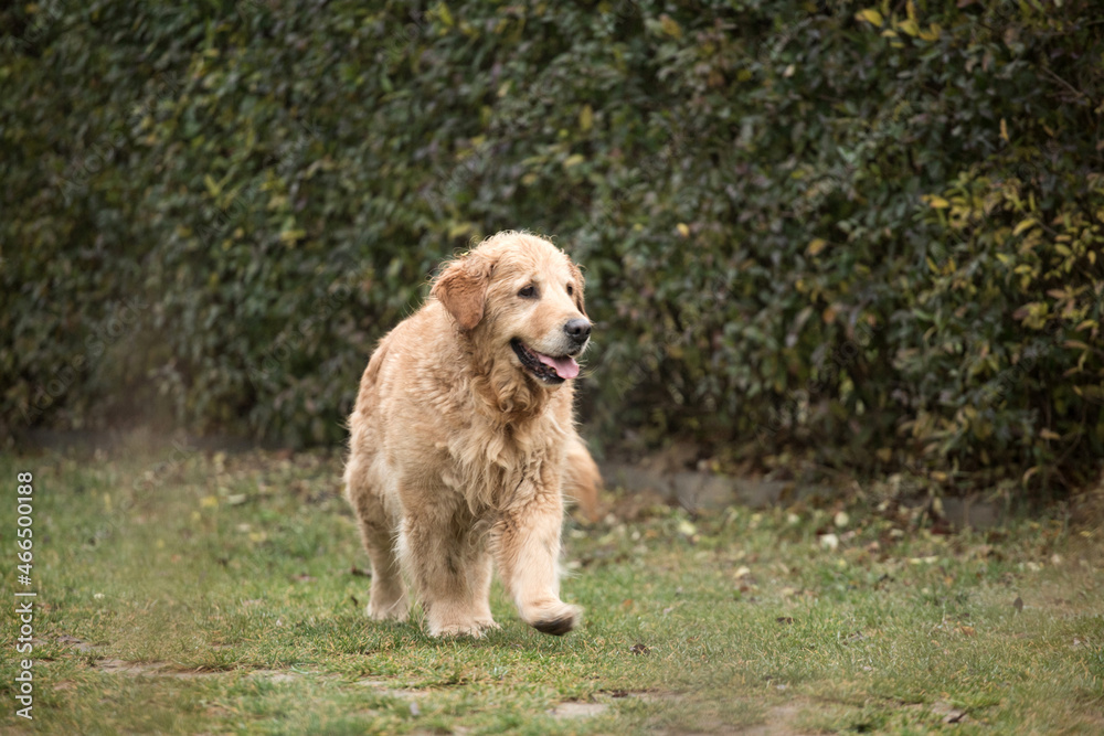 old golden retriewer dog walking outside