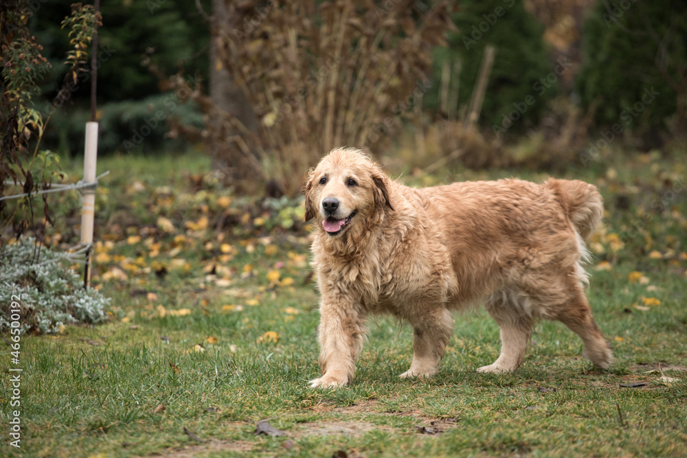 old golden retriewer dog walking outside old golden retriewer dog walking outside