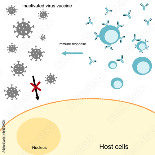 The induction pathway of inactivated virus vaccine that induce immune response or antibodies production
