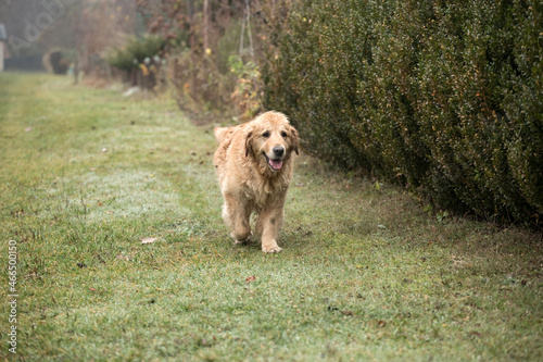 old golden retriewer dog walking outside