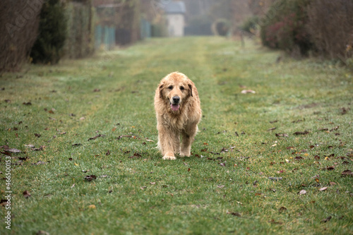 old golden retriewer dog walking outside